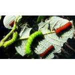 Indian Moon Moth Actias selene  TEN LARVAE